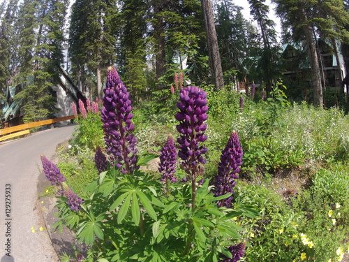 purple flowers