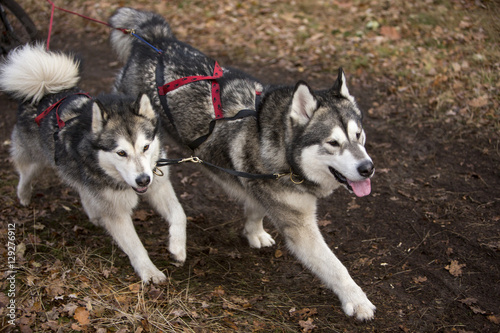 Twee mooie husky honden rennen in sledehondenwedstrijd.