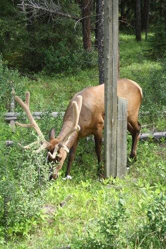 Wallpaper Mural Elk grazing Torontodigital.ca