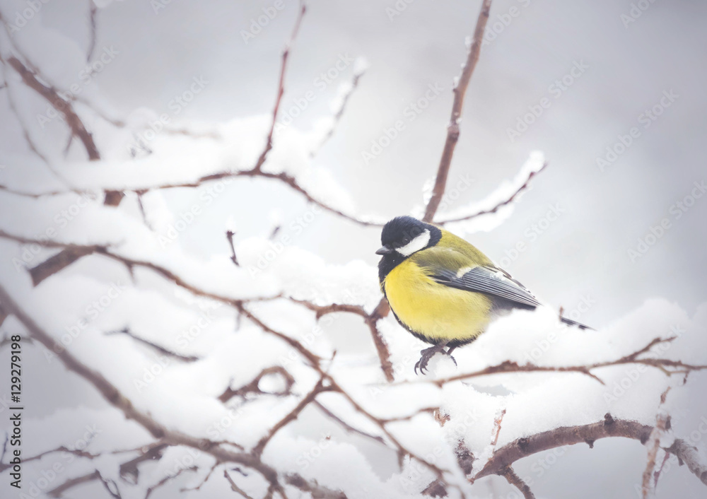 Great Tit perching on snow branch in winter forest Great Tit perching on snow branch in winter forest