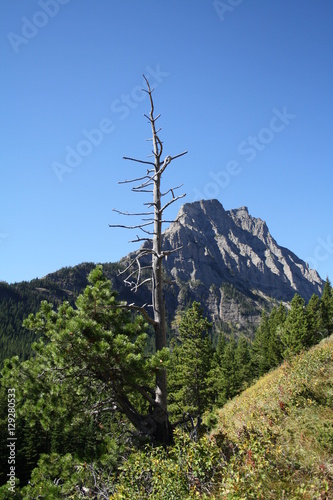 Wallpaper Mural Tree Mountain Torontodigital.ca