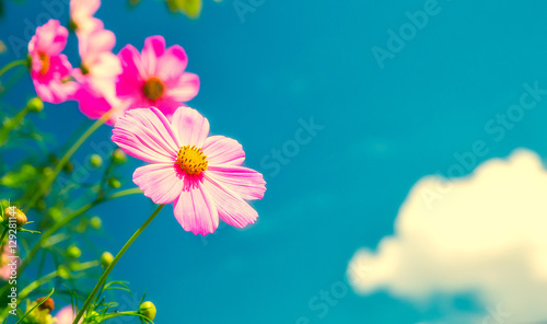 Fototapeta Naklejka Na Ścianę i Meble -  pink flowers on cloudy blue sky