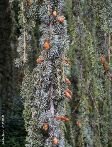 Small bumps on the branches of a weeping spruce photo