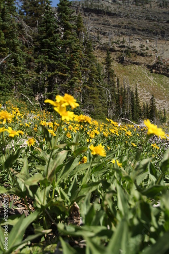 Wallpaper Mural Canadian WIlderness  Torontodigital.ca