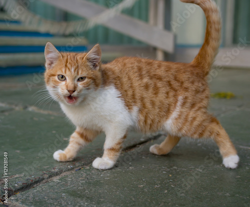 Homeless kitten hisses being on outdoors