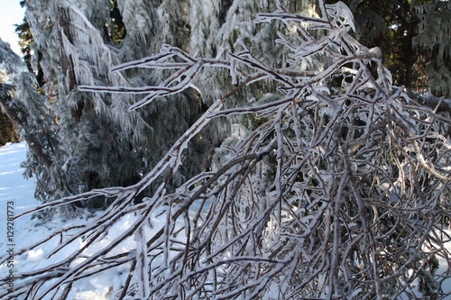 Wallpaper Mural Frozen Tree  Torontodigital.ca