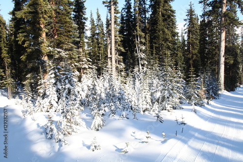 Wallpaper Mural Snow Trees Torontodigital.ca