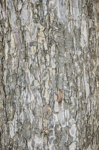 Tree texture background photo