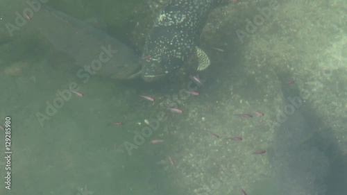 Tiger Giant grouper on fish farm
 photo