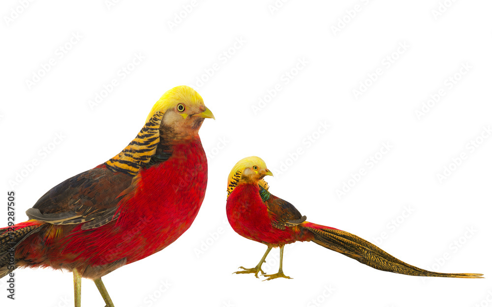 Fototapeta premium portrait pheasant gold