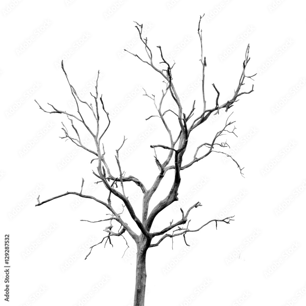 Dead Tree without Leaves Dead Tree without Leaves