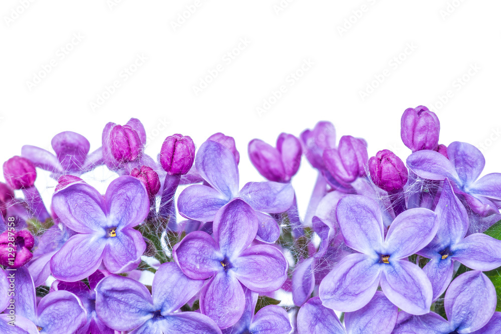 Lilac Flowers Isolated on White Lilac Flowers Isolated on White