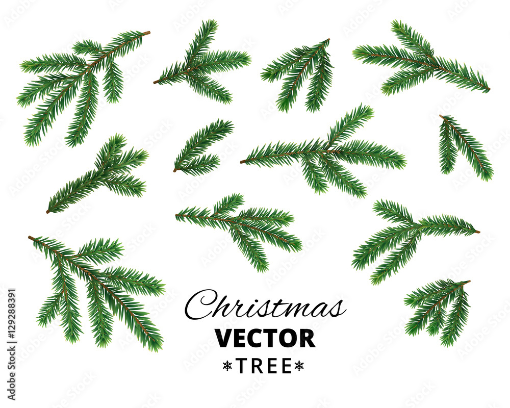 Obraz premium Realistic Christmas tree branches isolated on white background.