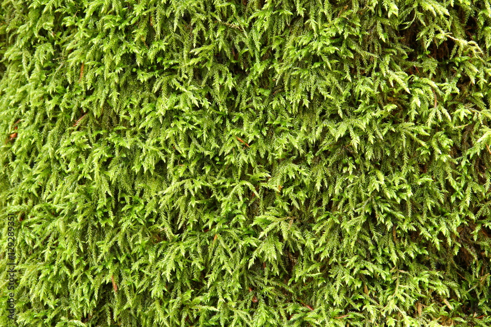 Natural texture. Moss Brachythecium rutabulum Natural texture. Moss Brachythecium rutabulum