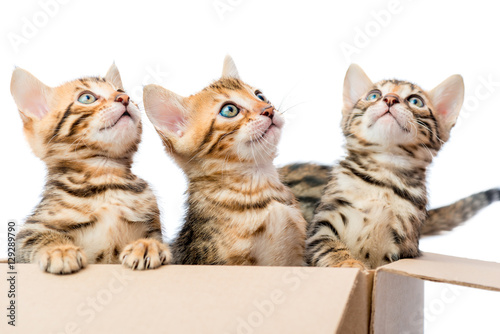 Kittens sit in a cardboard box and looking up