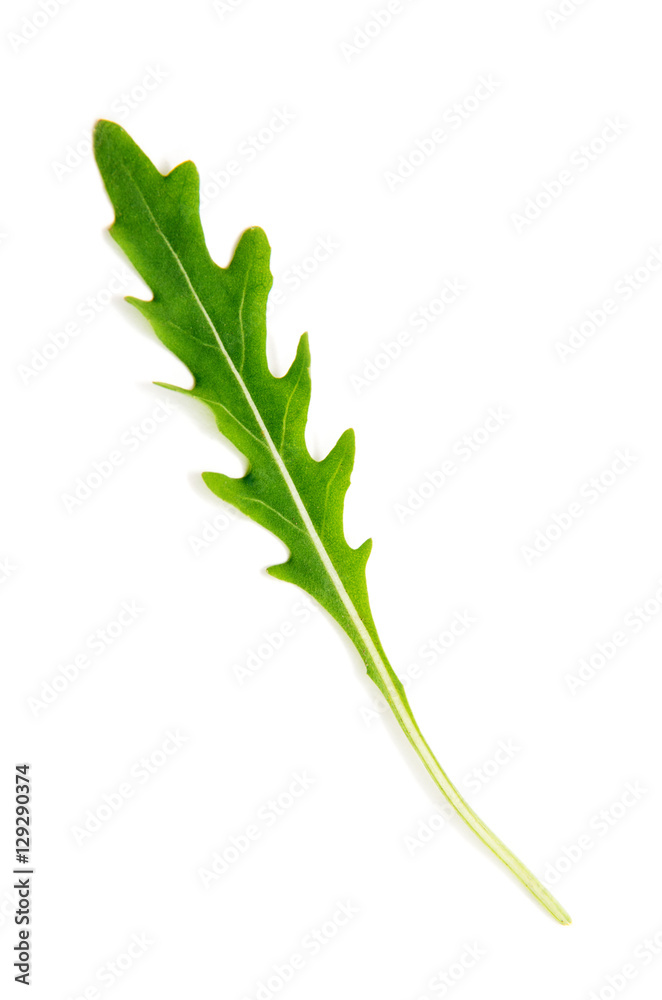 Green arugula leaf isolated on white Green arugula leaf isolated on white