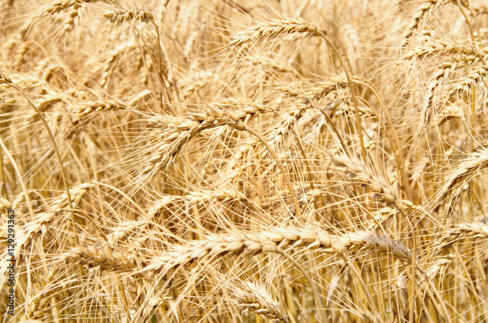 Fields of wheat at the end of summer fully ripe Fields of wheat at the end of summer fully ripe