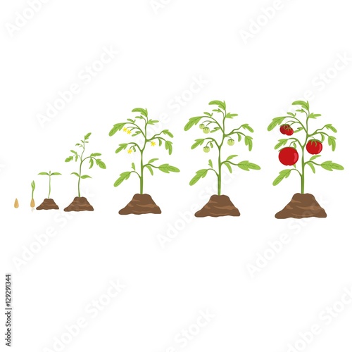 Tomato grow cycle. From small seed to big tomato. photo