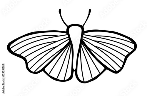 Moth. Outline vector hand drawn illustration of insect.