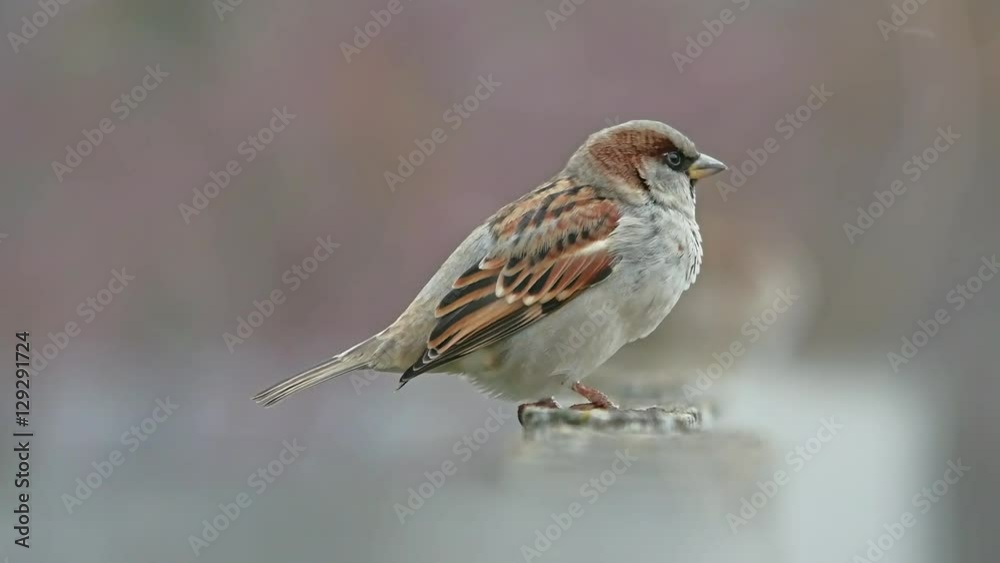 flock of sparrows sitting on the fence, winter cold, birds blurred background flock of sparrows sitting on the fence, winter cold, birds blurred background