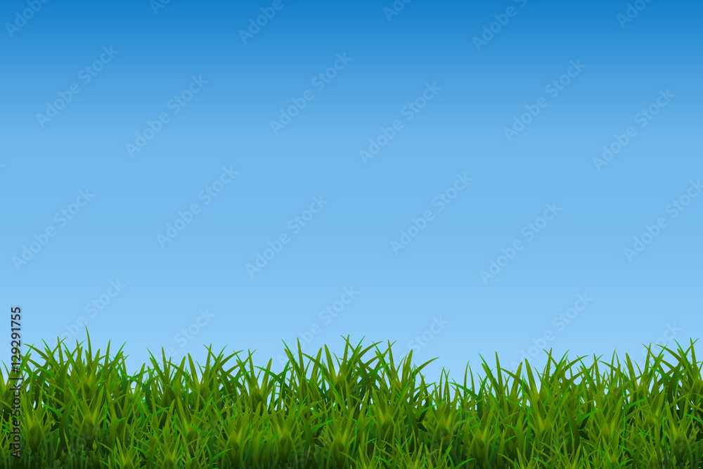 Green grass isolated on blue sky background.