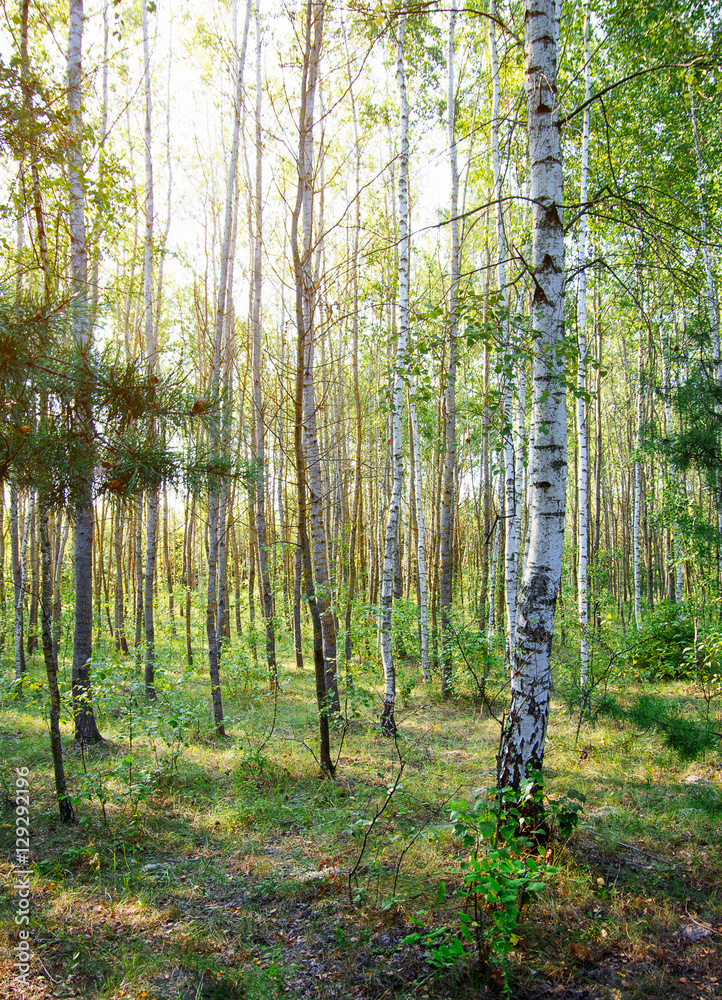 Naklejka premium Summer birch forest