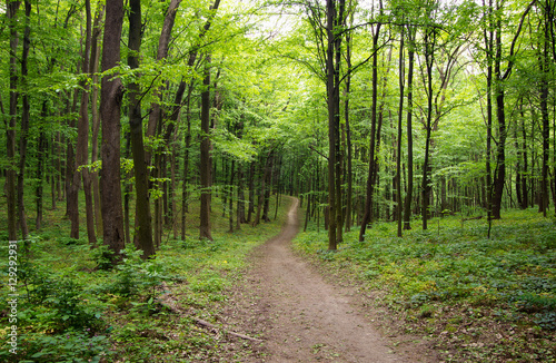 Path in spring green forest