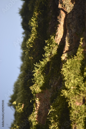 mossy beech trunk photo