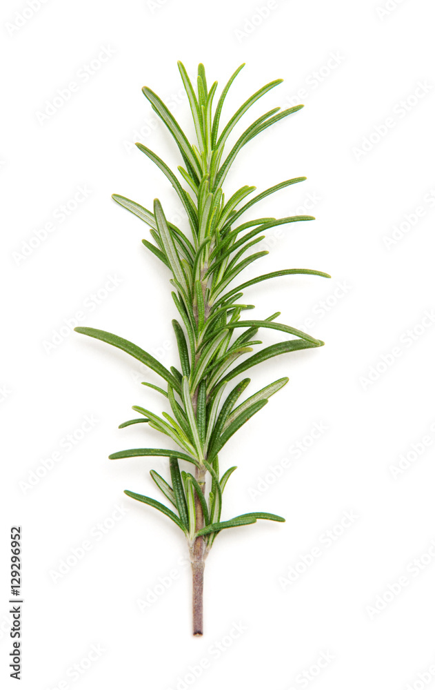 Fototapeta premium Twig of rosemary on a white background