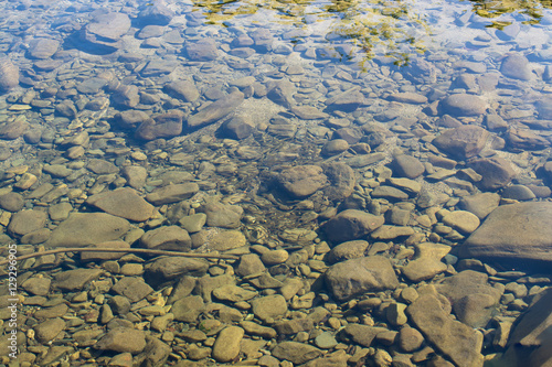 View of young fishes swimming in shallow river.