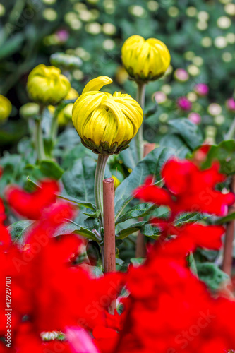 chrysanthemum
