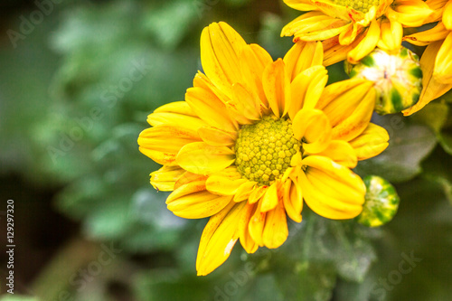 chrysanthemum