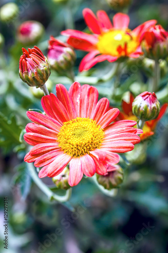 chrysanthemum