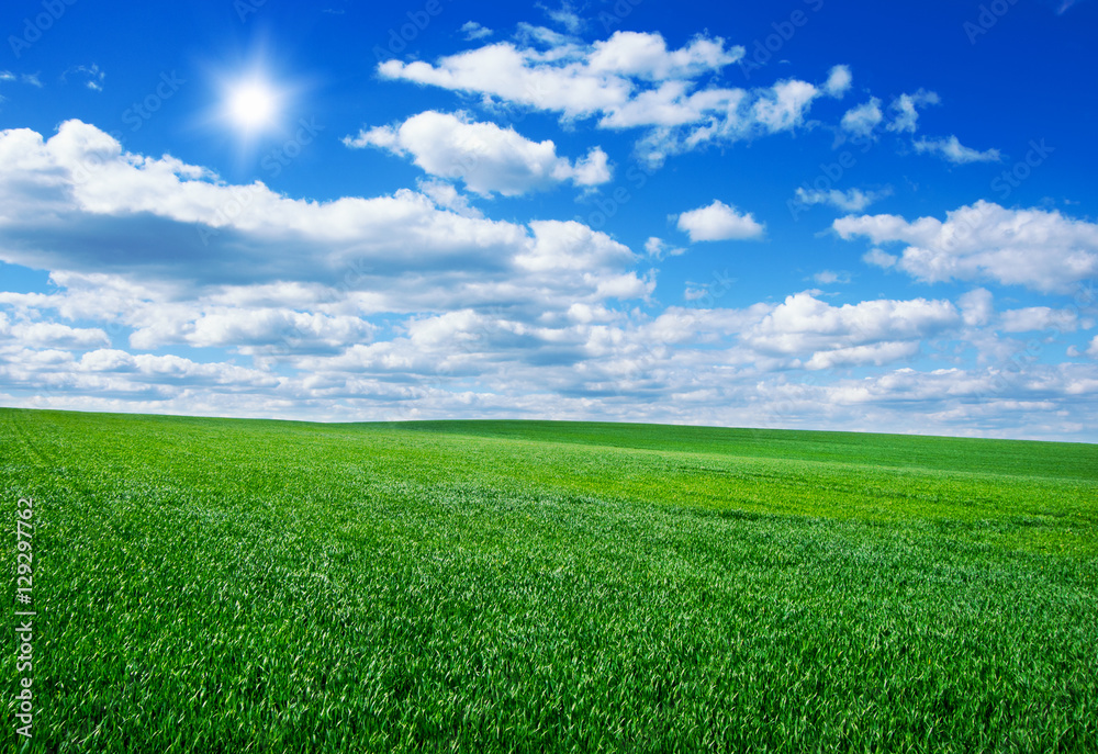 Fototapeta premium Image of green grass field and bright blue sky
