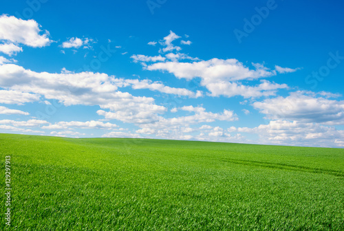 Fototapeta Naklejka Na Ścianę i Meble -  Image of green grass field and bright blue sky