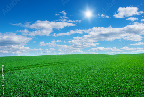 Image of green grass field and bright blue sky © nata777_7