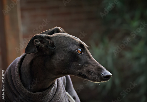Portrait of a black greyhound photo