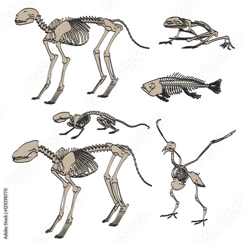 2d cartoon illustration of animal skeletons