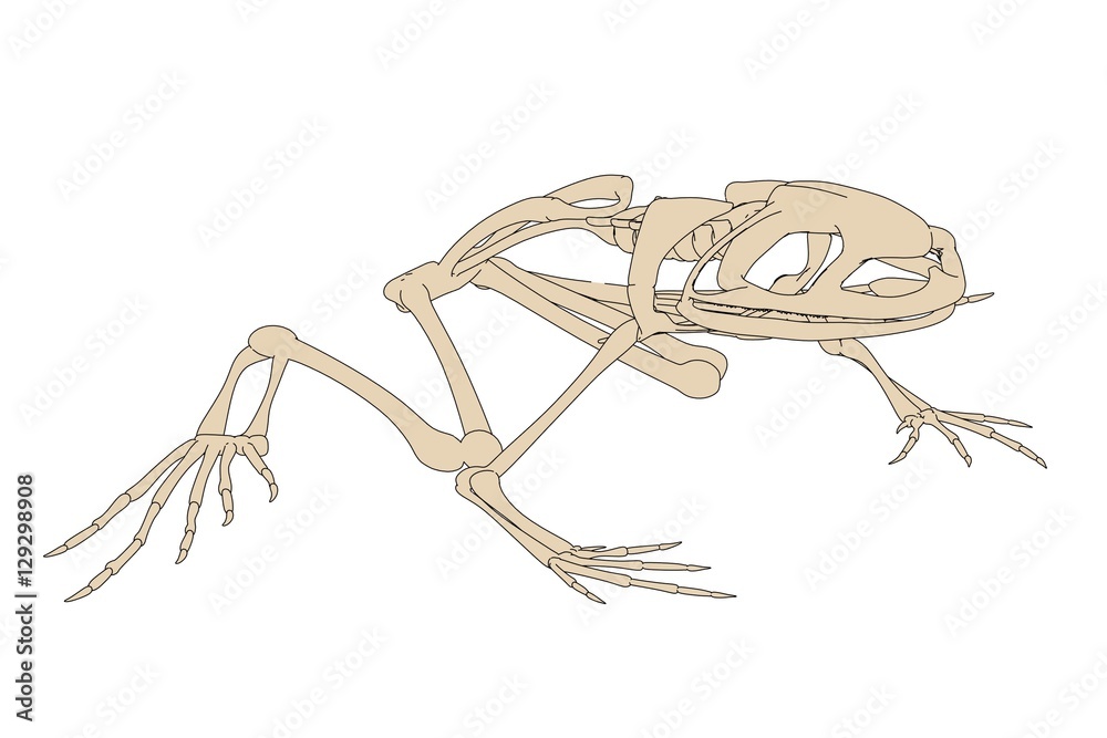 2d cartoon illustration of toad skeleton 2d cartoon illustration of toad skeleton