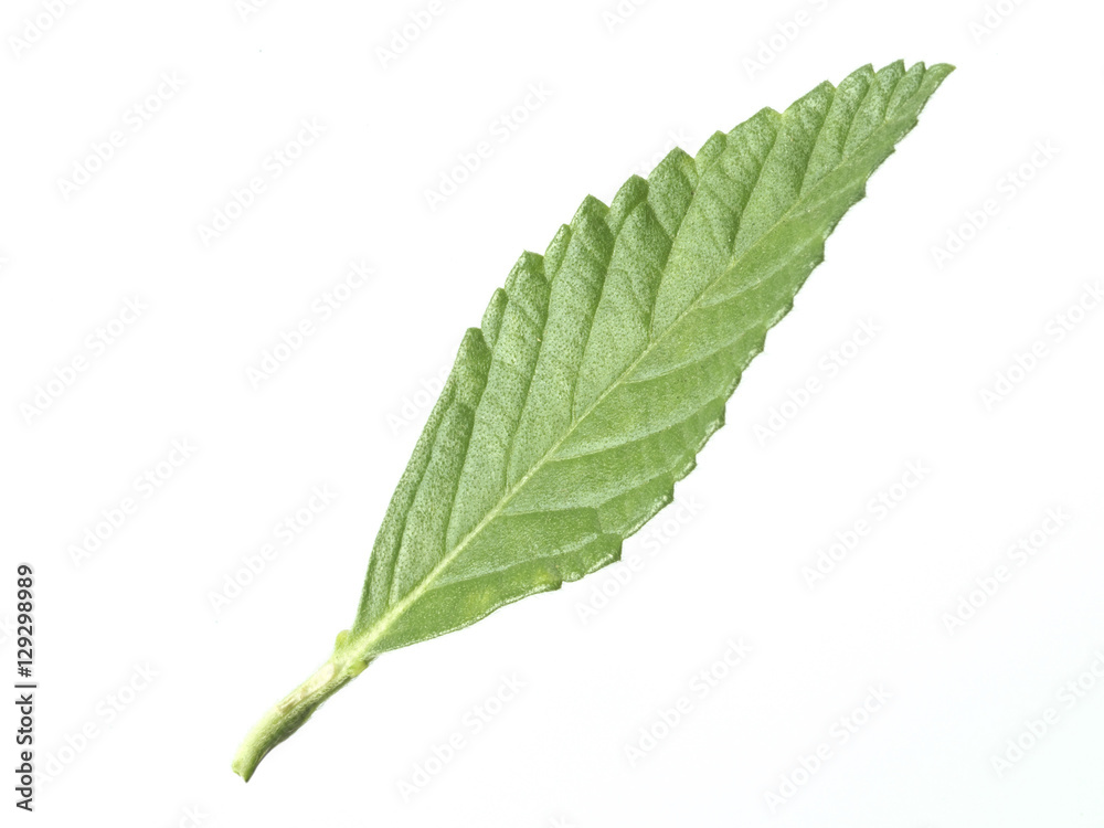 Fototapeta premium green tea leaf isolated on white background