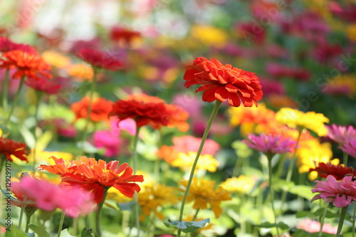 Zinnia elegans colorful flowers in the park