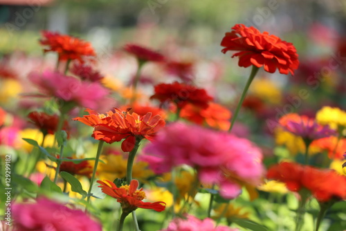 Zinnia elegans colorful flowers in the park