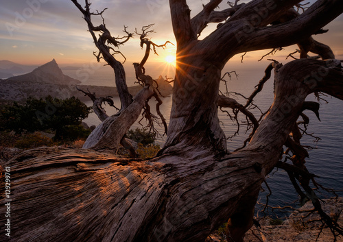Dead relict pine tree with textured trunk glowing sunlight is standing on a rock above the sea, Crimea © Igor Sklyarov