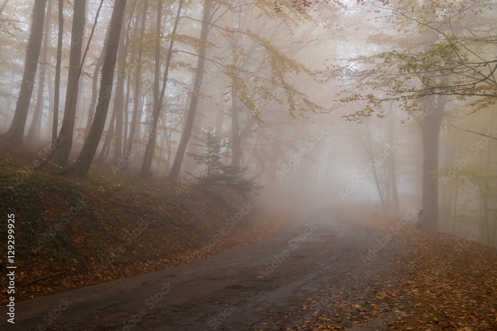 Naklejka premium Old road through autumn beech forest with golden leaves on the branches and the mountain mist in the distance, Crimea