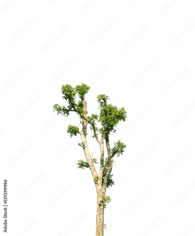 Tree isolated on white background. Tree isolated on white background.