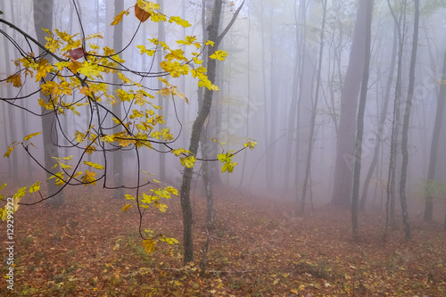 The maple leaves in autumn colors grow on mountain slope and beech wood in the distant hidden by thick fog, Crimea photo