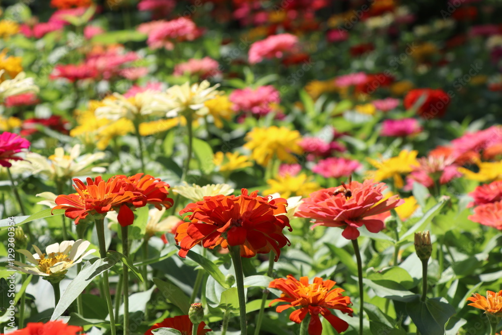 Zinnia elegans colorful flowers in the park Zinnia elegans colorful flowers in the park