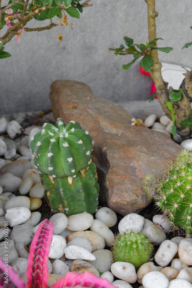Cactus in stone park beautiful,Select focus Cactus in stone park beautiful,Select focus