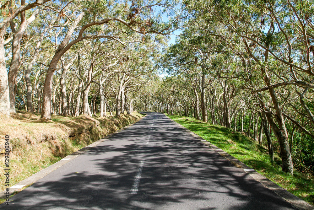 Long road lined trees at La Reunion island, France Long road lined trees at La Reunion island, France