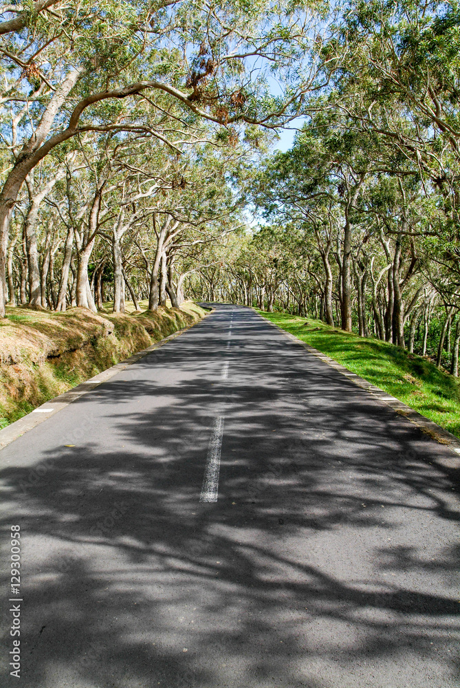 Long road lined trees at La Reunion island, France